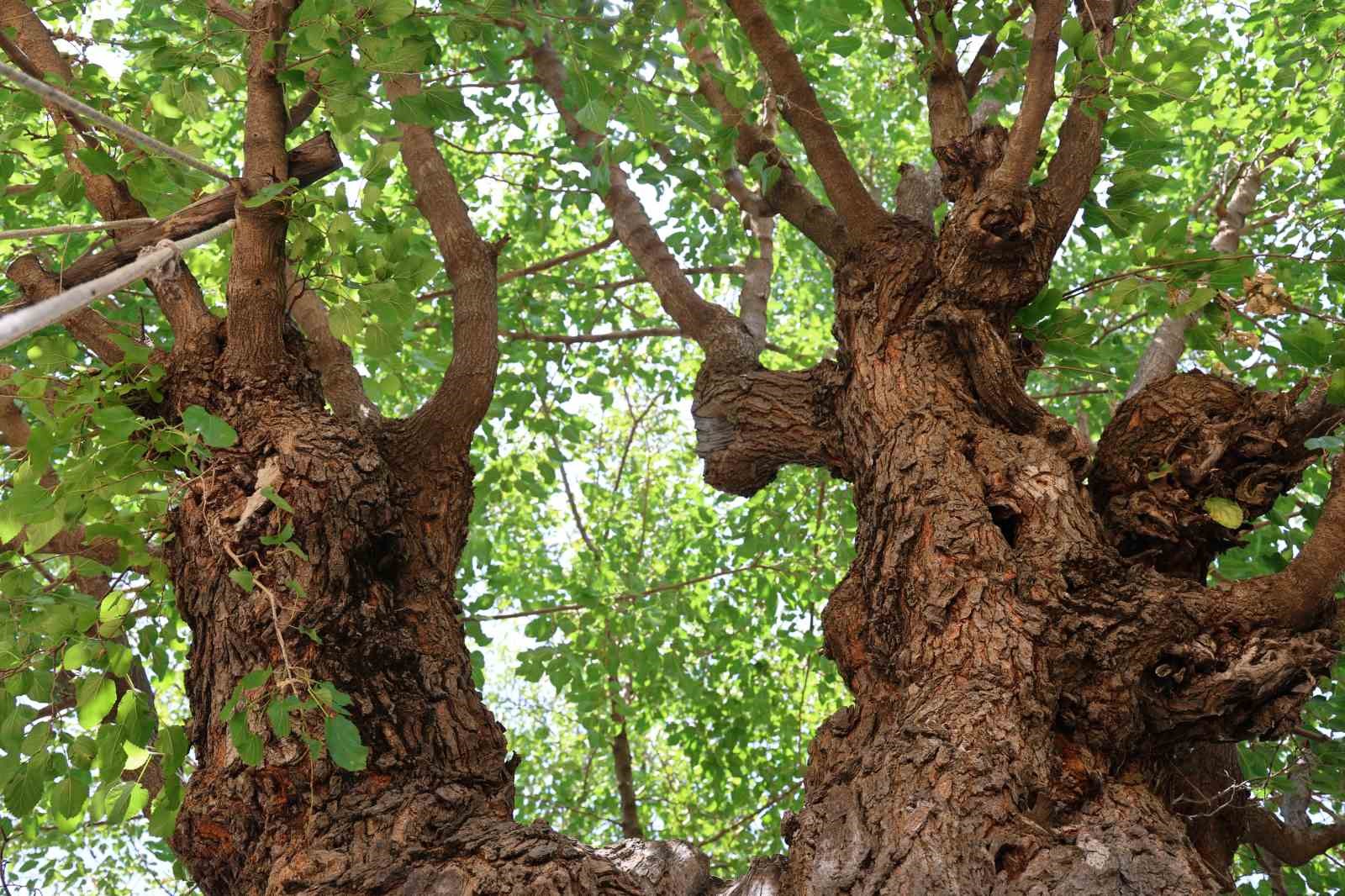 Elazığ&rsquo;da 500 yıllık dut ağacı, yıllara meydan okuyor
