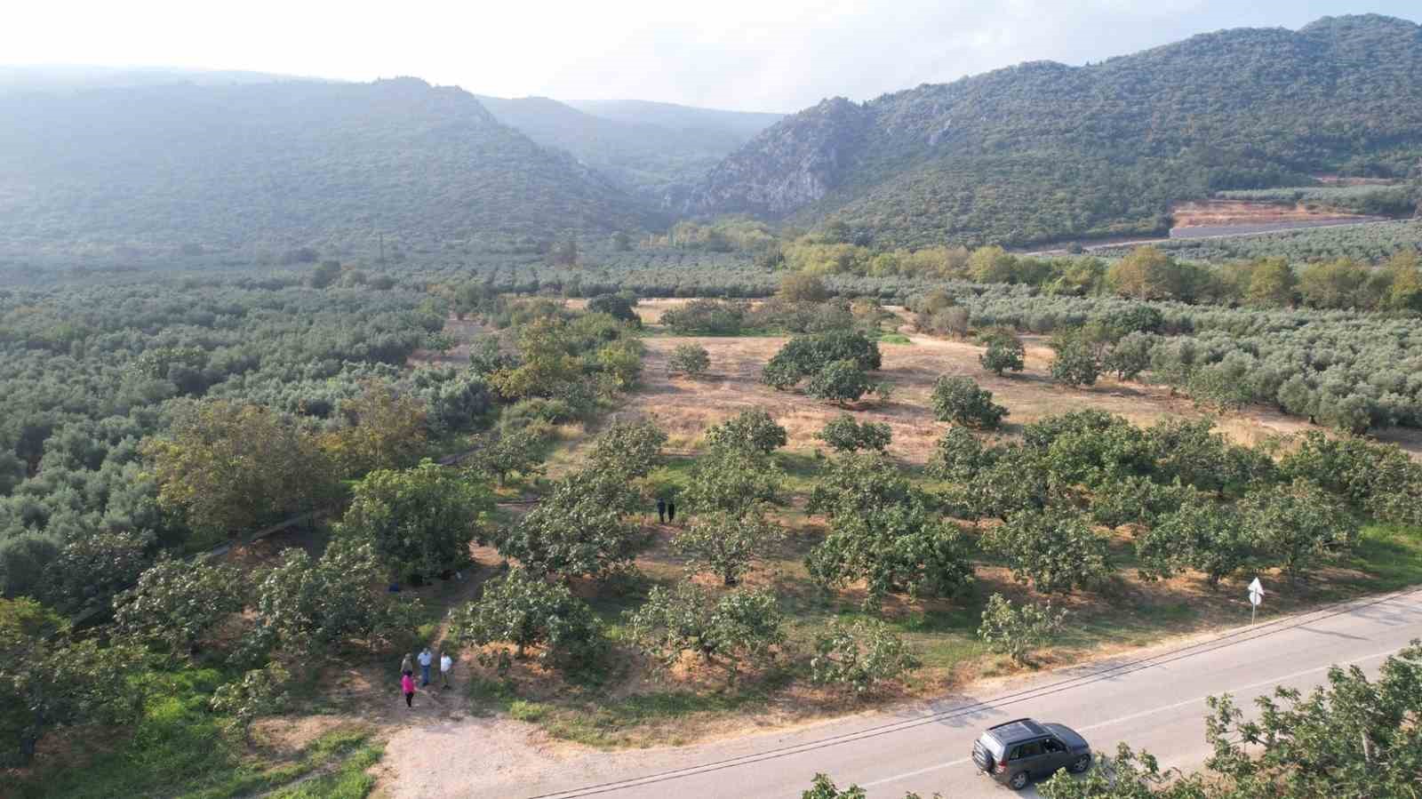 Nil&uuml;fer&rsquo;de incir hasadı başladı
