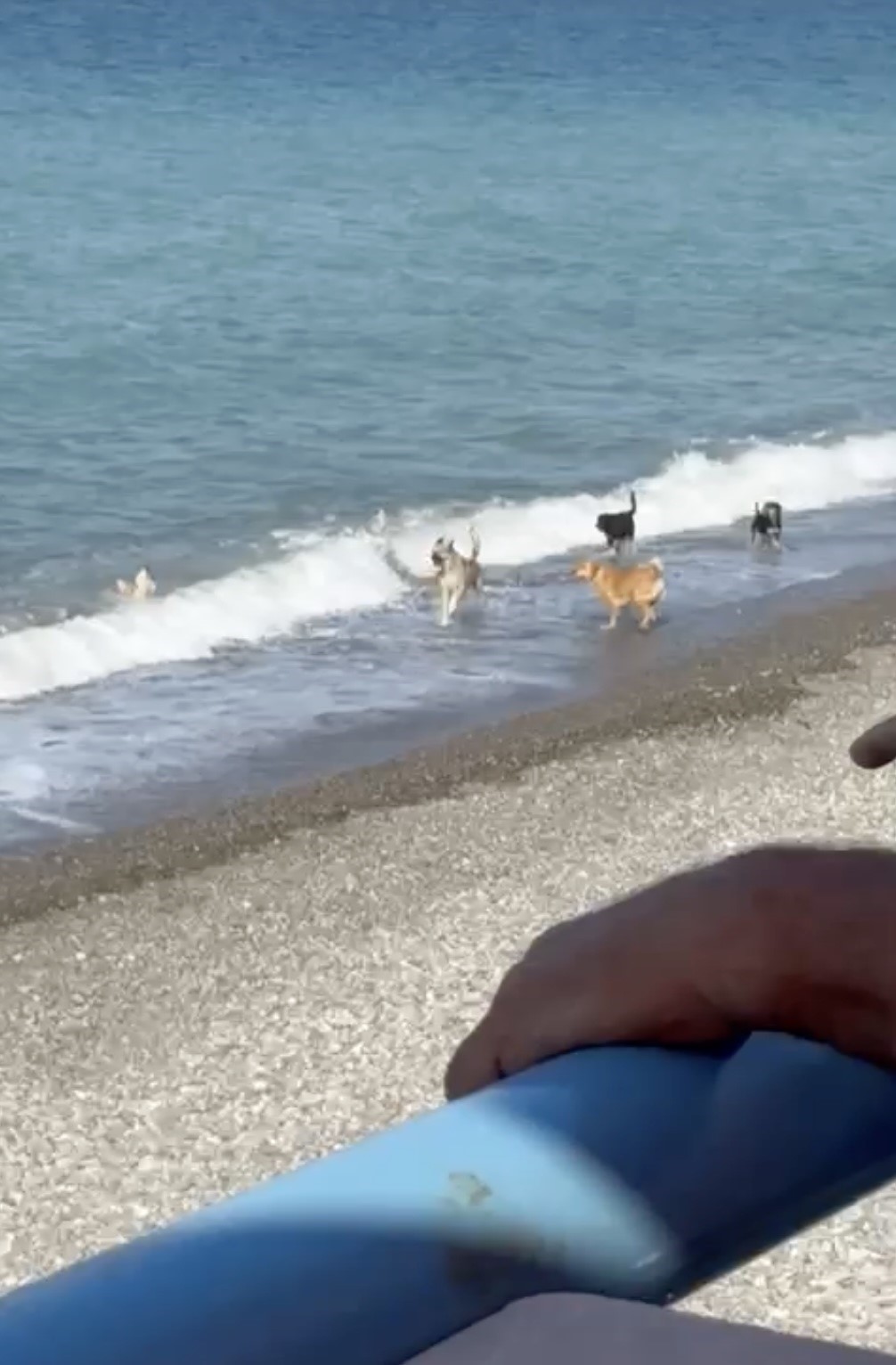 Sıcaktan bunalan k&ouml;pekler y&uuml;zerek serinledi
