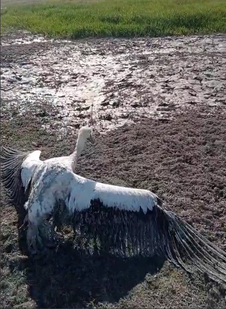 Bal&ccedil;ığa saplanan leyleğin imdadına balık&ccedil;ılar yetişti
