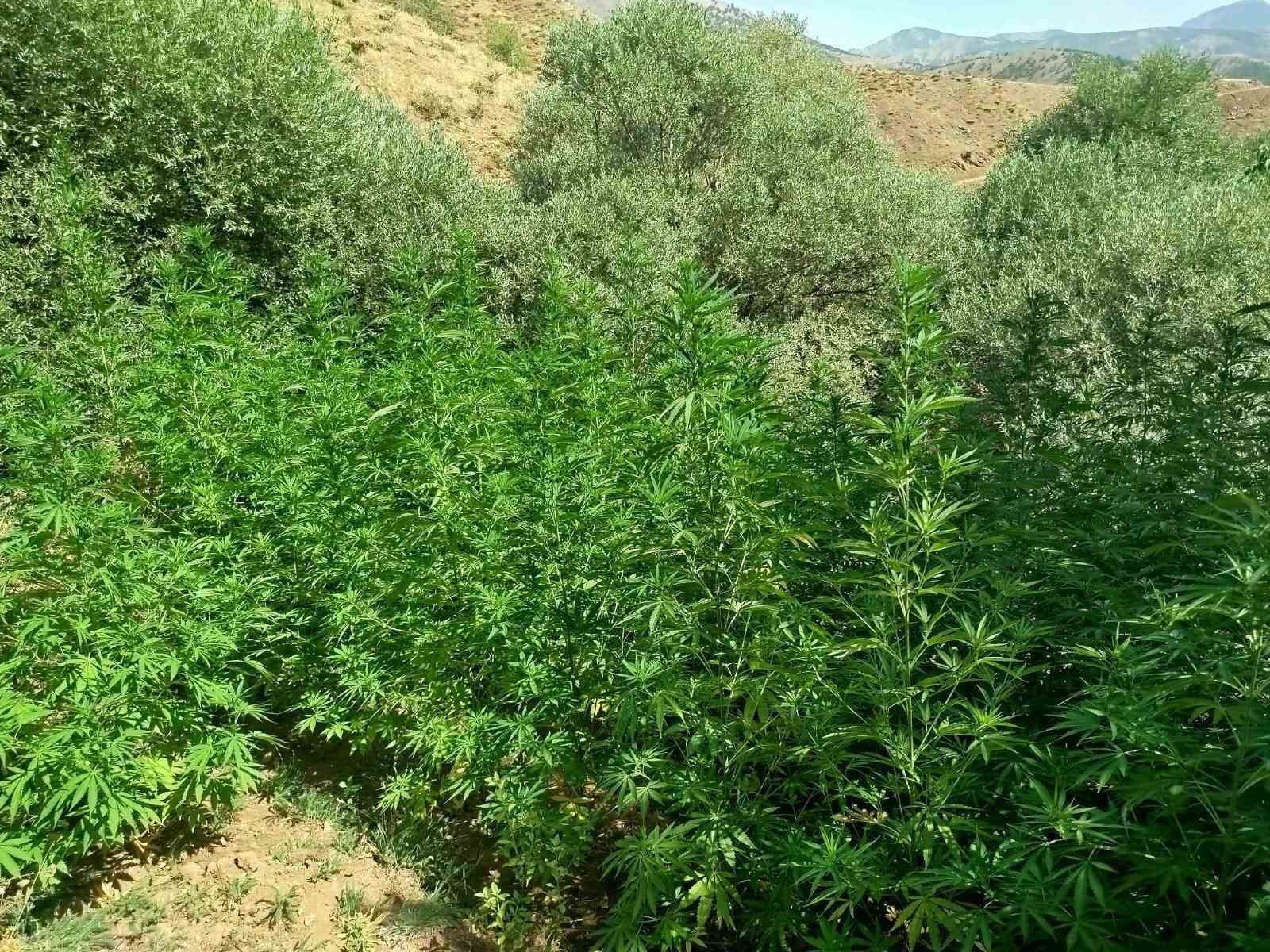 Bingöl’de uyuşturucuyla mücadele