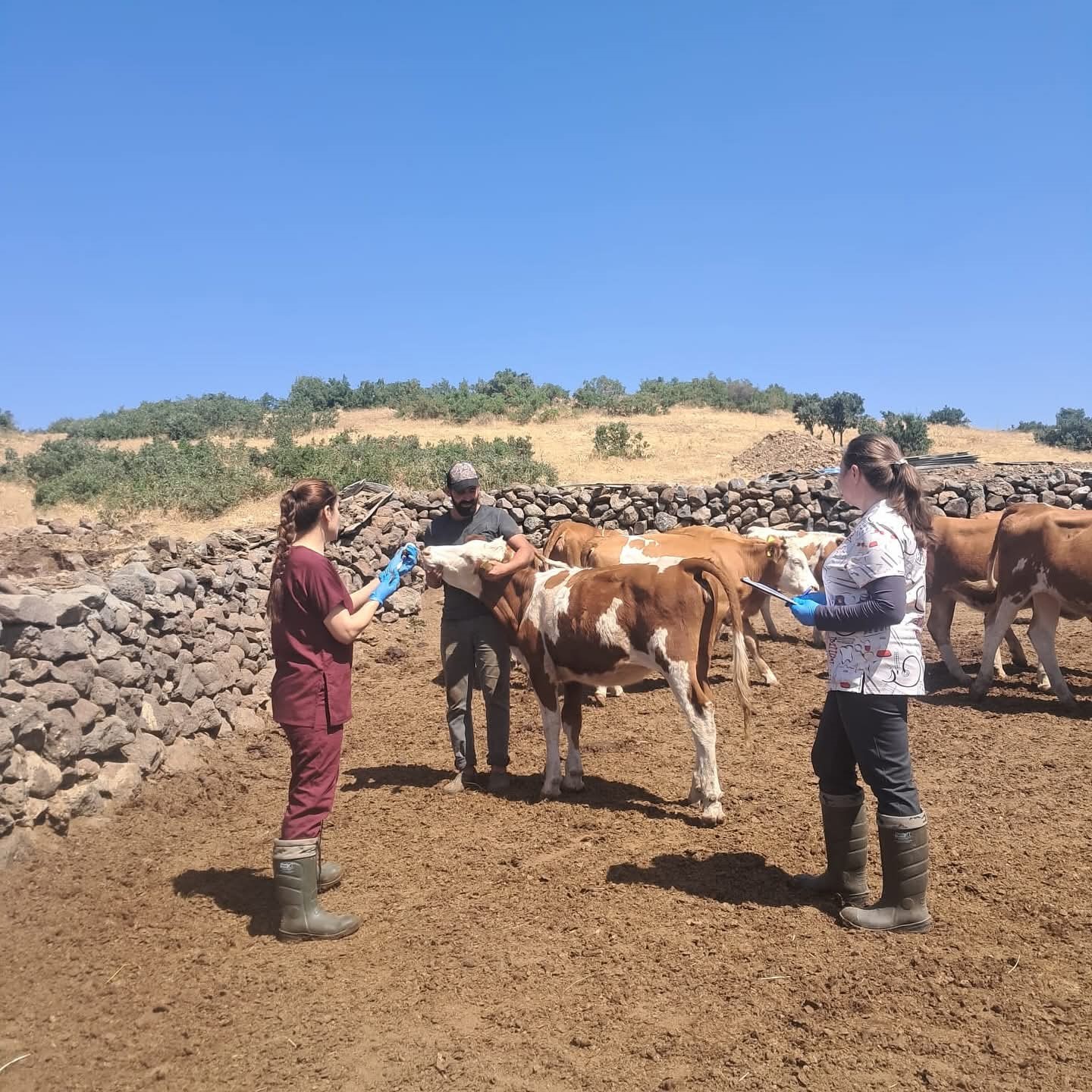 Elazığ büyükbaş hayvanlara yönelik  aşılama çalışması