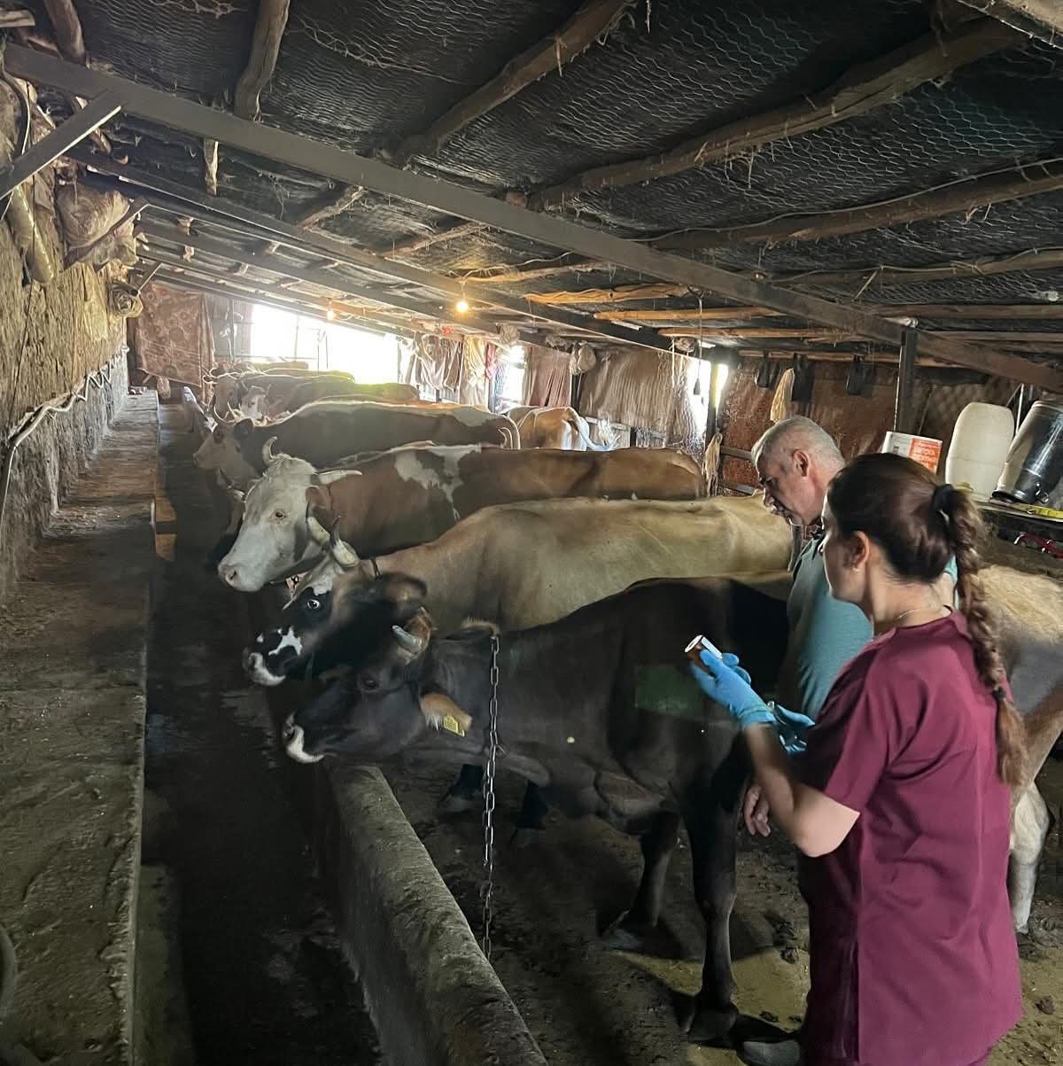 Elazığ b&uuml;y&uuml;kbaş hayvanlara y&ouml;nelik  aşılama &ccedil;alışması
