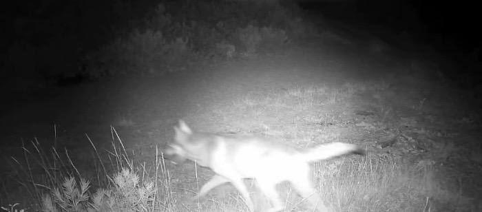 &Ccedil;ankırı&rsquo;da kurt s&uuml;r&uuml;s&uuml; kamerada
