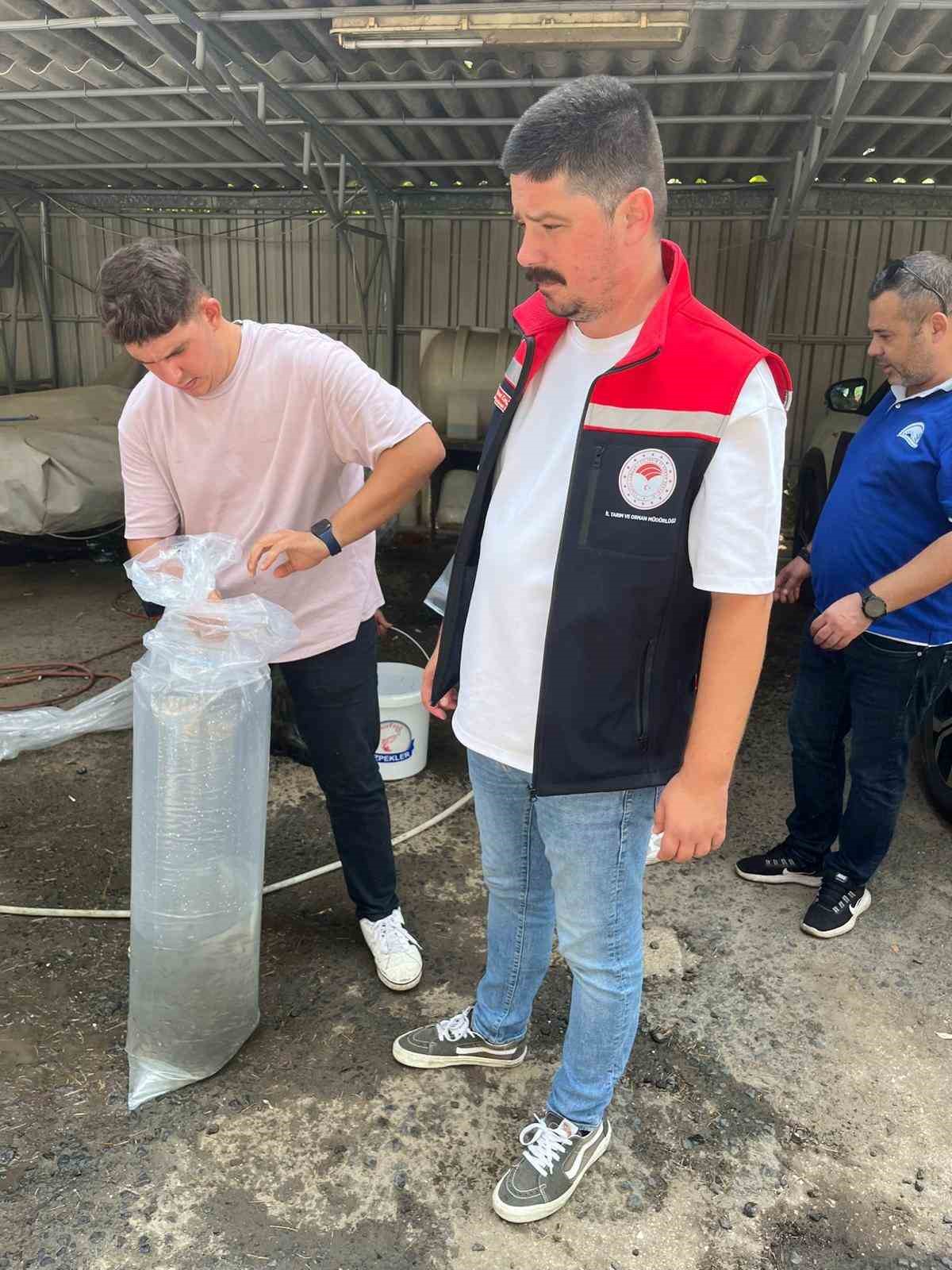 Hayrabolu&rsquo;da g&ouml;le 200 bin yavru sazan bırakıldı
