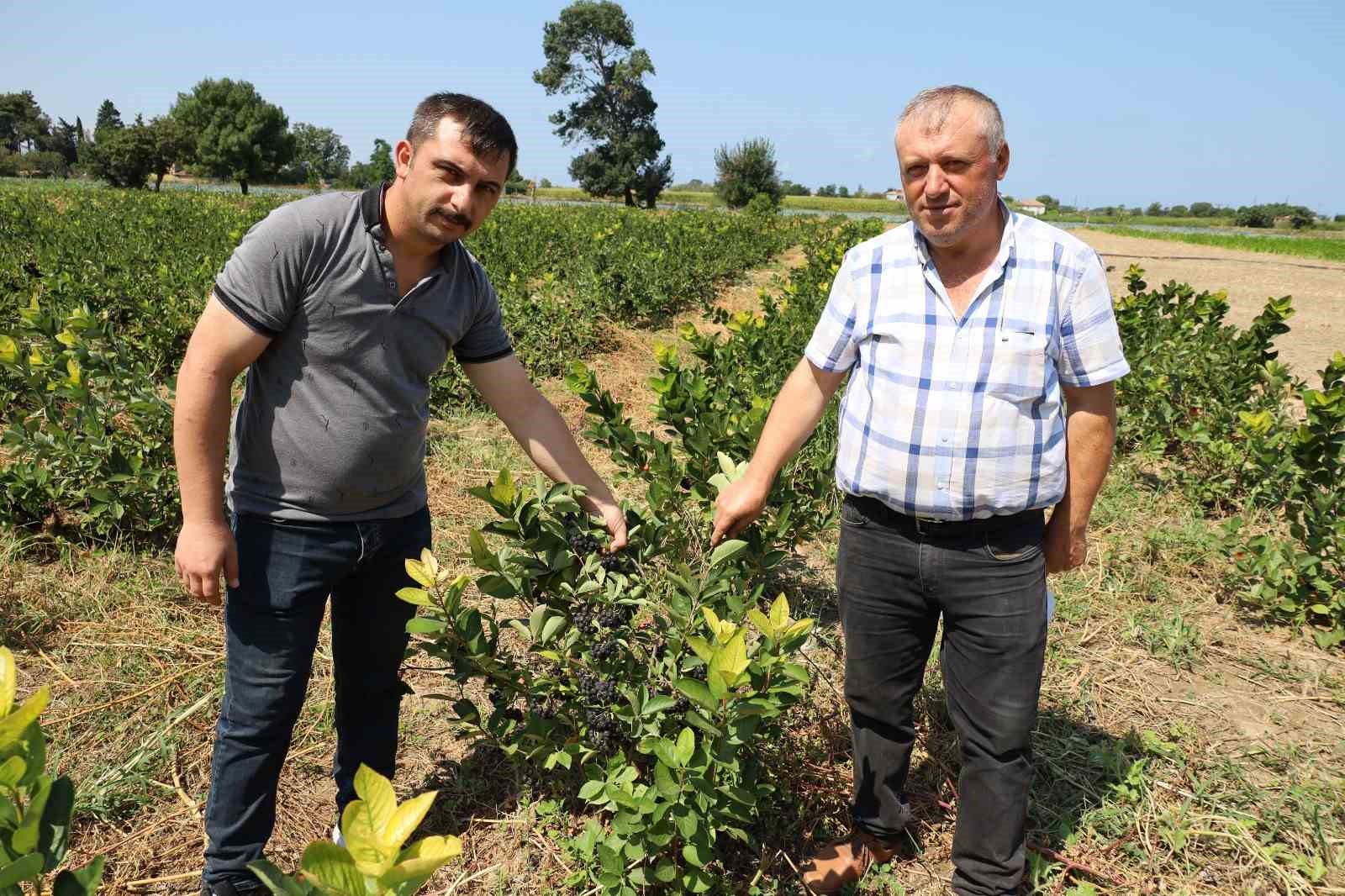 Bafra Ovası&rsquo;nda aronya &uuml;retimi yaygınlaşıyor
