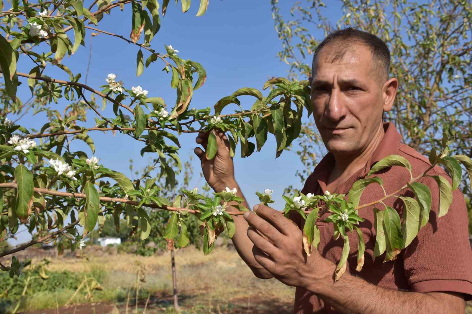 Şanlıurfa’da elma ağaçları ağustos ayında çiçek açtı