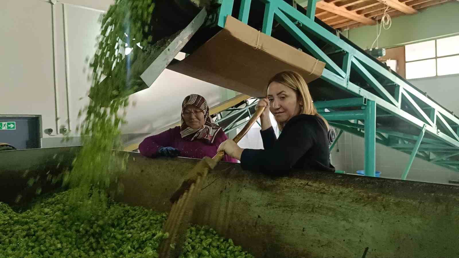 Bilecik&rsquo;te &rsquo;yeşil altın&rsquo; diye adlandırılan şerbet&ccedil;iotunun hasadı başladı
