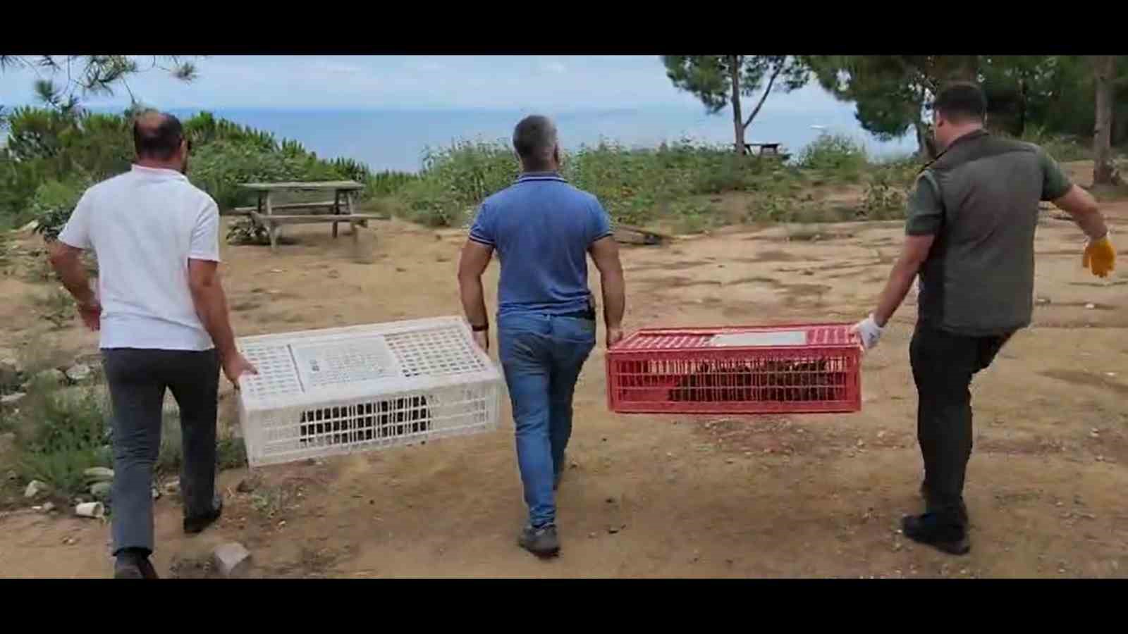 Yalova Esenköy’de 100 kınalı keklik doğaya salındı