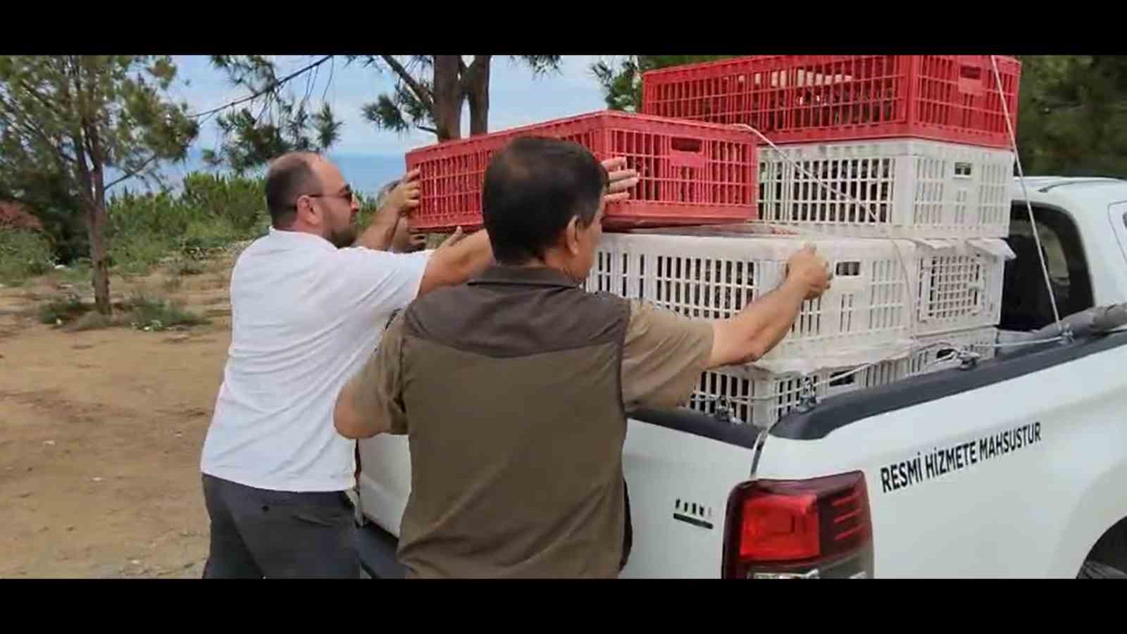 Yalova Esenk&ouml;y&rsquo;de 100 kınalı keklik doğaya salındı
