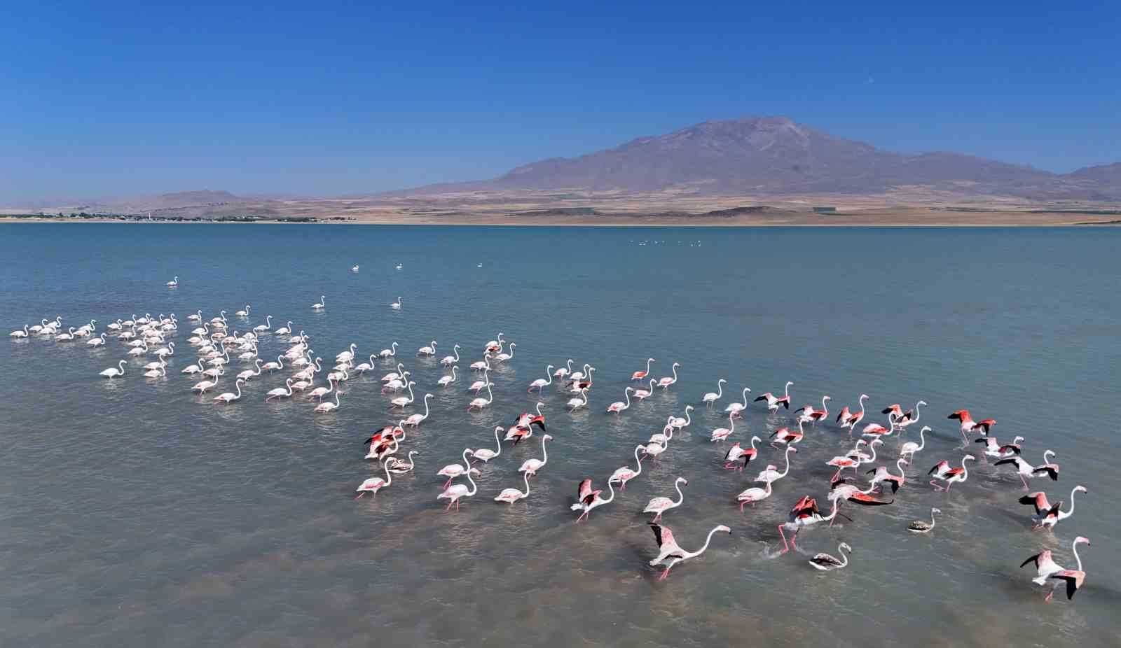 Arin Gölü’nde flamingoların Süphan Dağı eşliğinde mest eden dansı