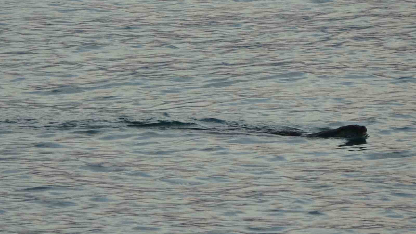 Karadeniz’de sık görülmeleri vatandaşları tedirgin etmişti, uzmanı konuştu