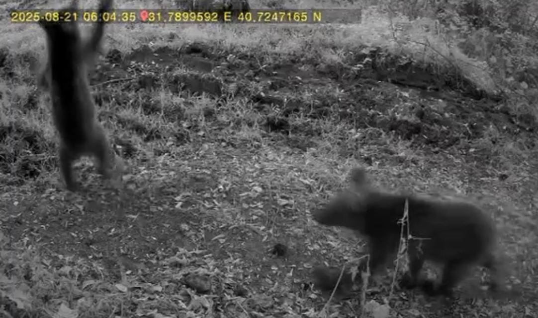 Bolu&rsquo;da anne ayı ve 3 yavrusu g&ouml;r&uuml;nt&uuml;lendi
