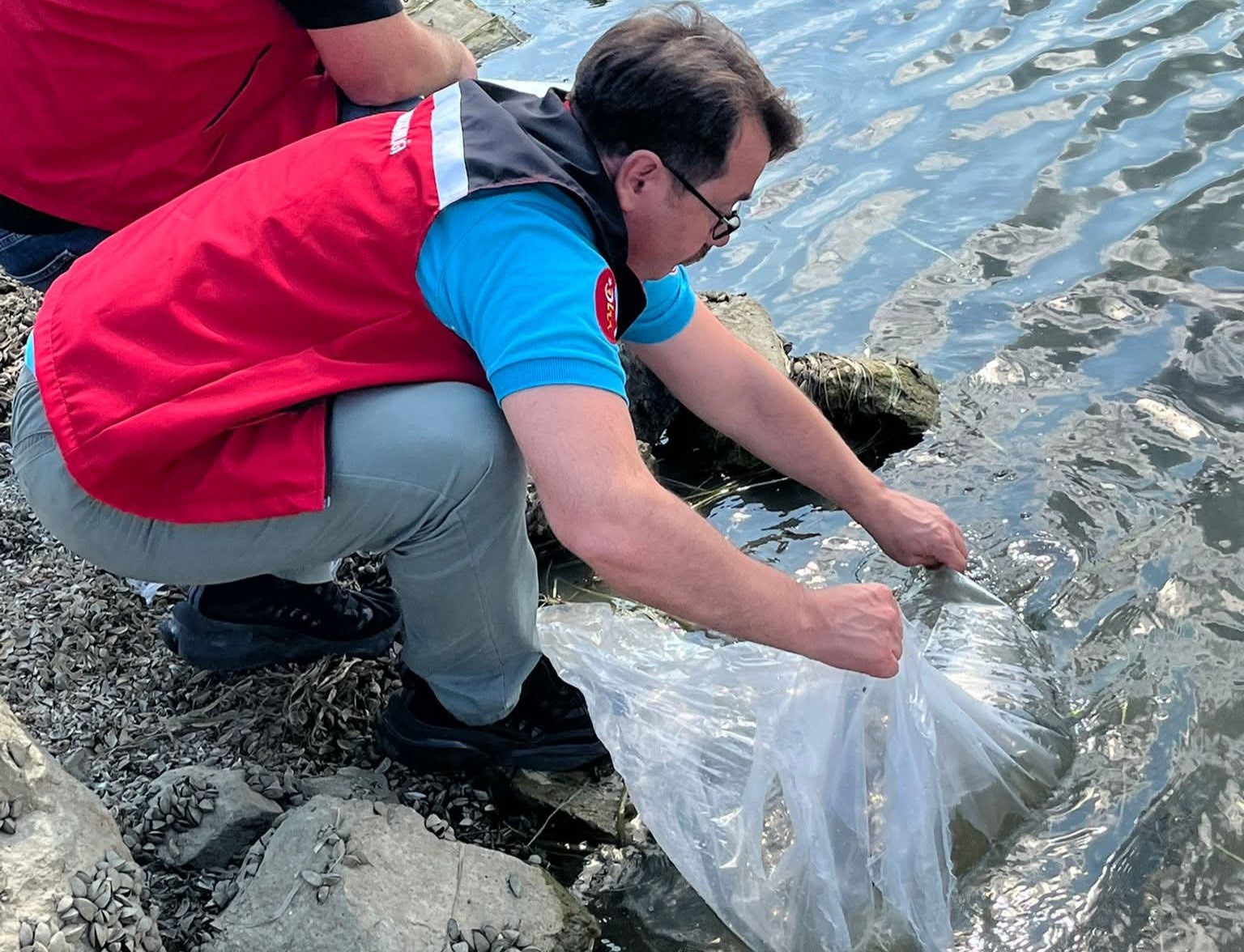 Tekirdağ&rsquo;da g&ouml;letlere 975 bin sazan yavrusu bırakıldı
