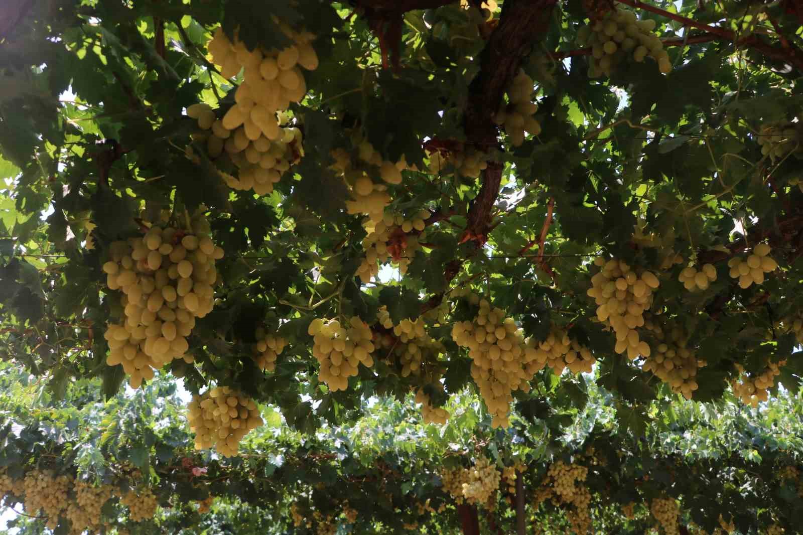 85 bin ton rekoltenin beklendiği &uuml;z&uuml;mde bağ bozumu başladı
