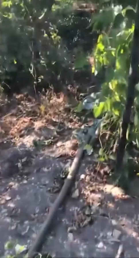 Sinop&rsquo;ta ayı tedirginliği
