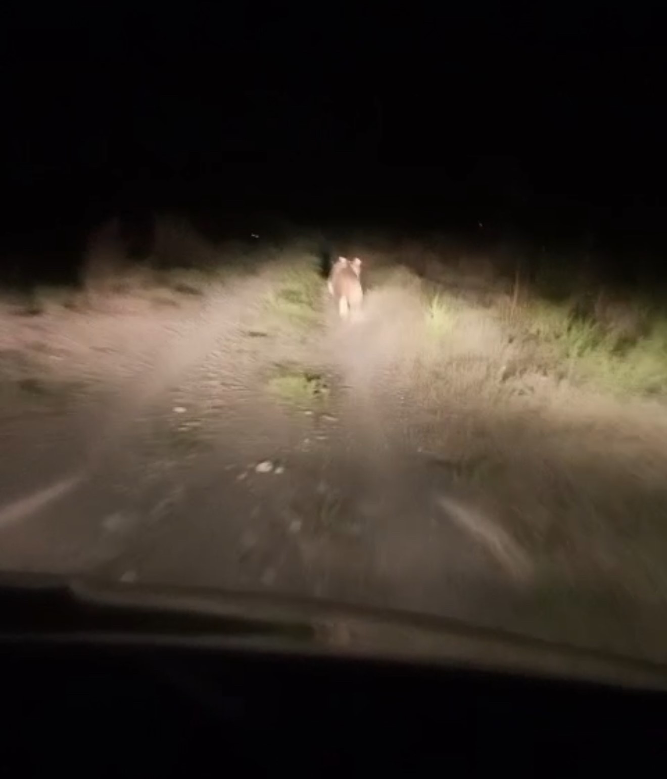 Iğdır’da köye inen ayıyı arabayla kovaladılar