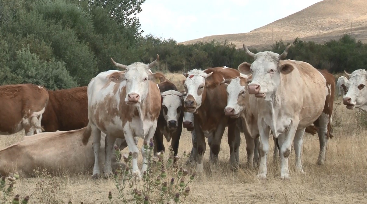 Kars&rsquo;ta şap hastalığı ge&ccedil;ti, hayvanlar yeniden meralara d&ouml;nd&uuml;
