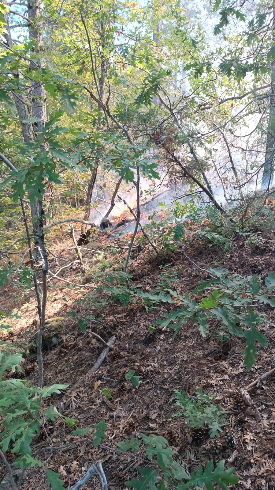 Osmaniye’de çıkan orman yangını büyümeden kontrol altına alındı