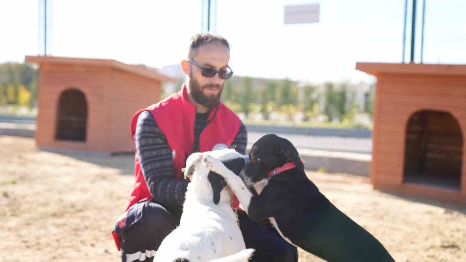 İstanbul Valiliği&rsquo;nin talimatı sonrası Arnavutk&ouml;y&rsquo;de sahipsiz hayvanlar toplanmaya başlandı
