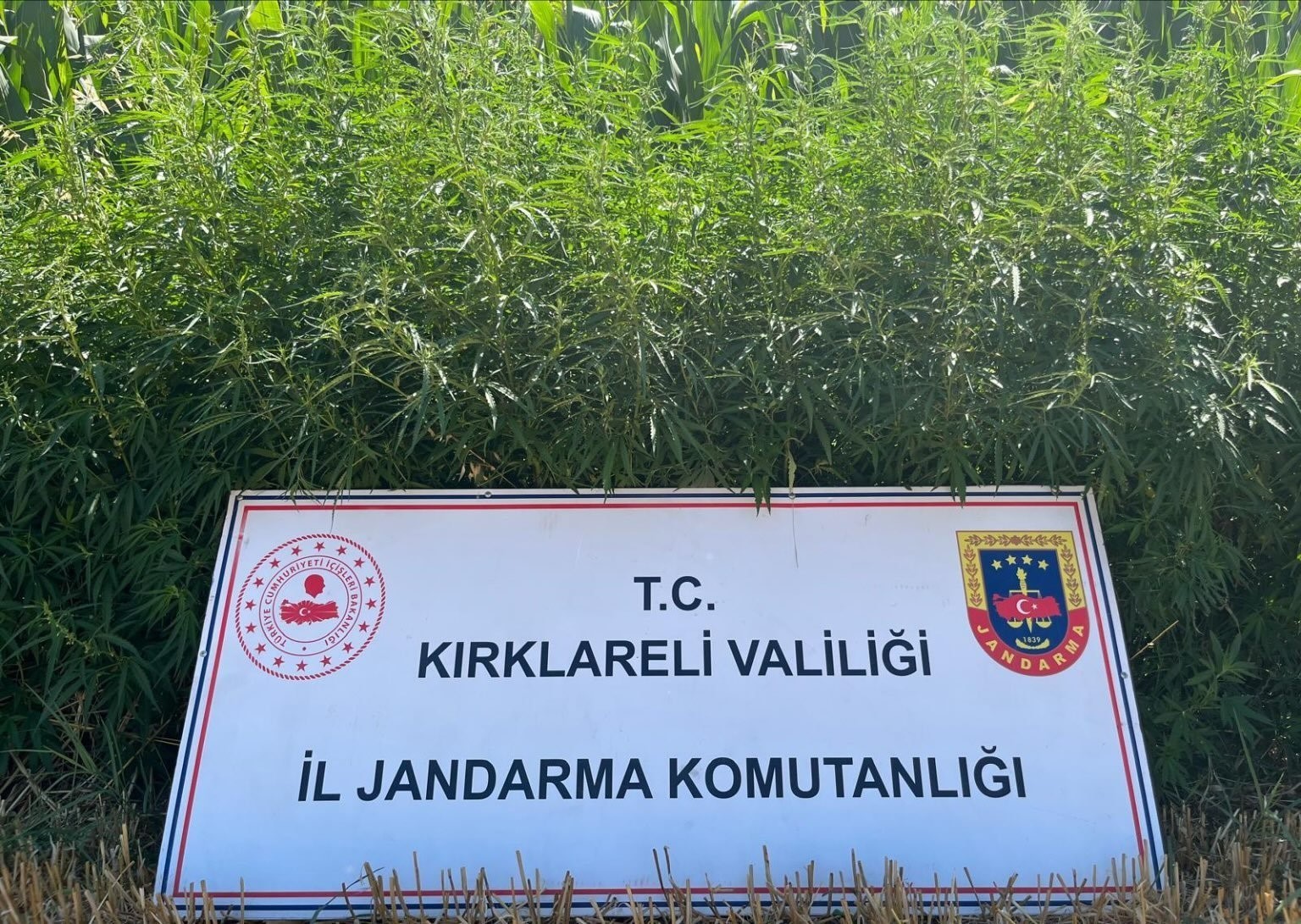 Kırklareli’nde 754 bin kök Hint keneviri ele geçirildi