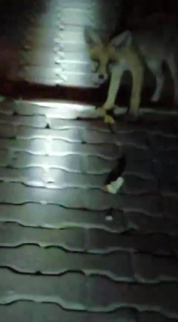 Amasyalı çiftçiden aç kalan tilkilere pasta, kirpilere fıstık
