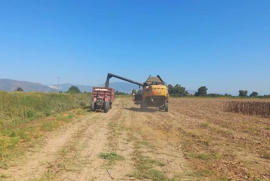 Aydın&rsquo;da ay&ccedil;i&ccedil;eği hasadı başladı
