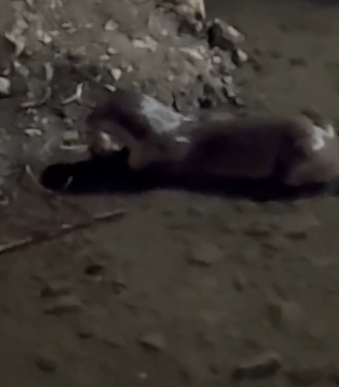 Bayburt’ta su samuru Çoruh’ta avladığı balığı yerken görüntülendi