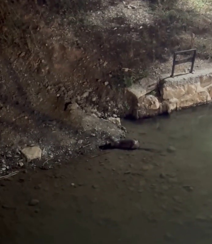 Bayburt&rsquo;ta su samuru &Ccedil;oruh&rsquo;ta avladığı balığı yerken g&ouml;r&uuml;nt&uuml;lendi
