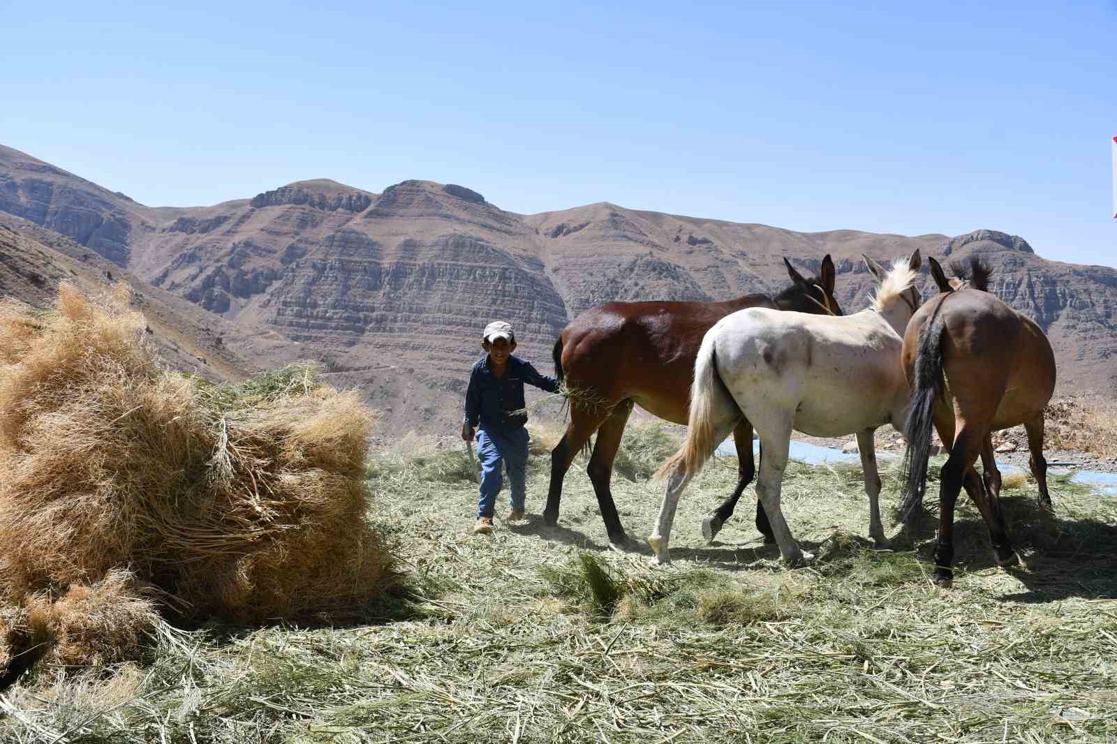 Katırlarla kışa hazırlık
