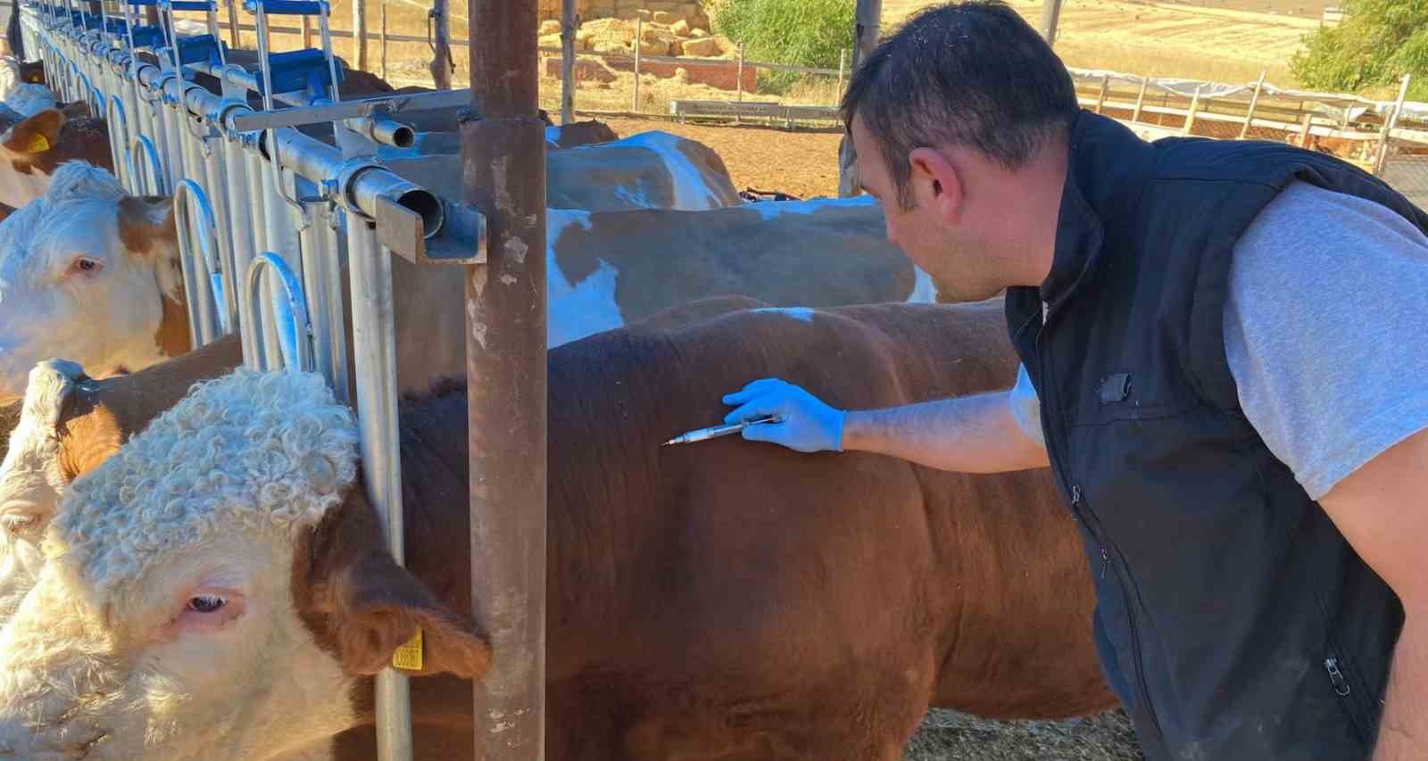 Bayburt&rsquo;ta sonbahar d&ouml;nemi şap aşılama kampanyası başladı
