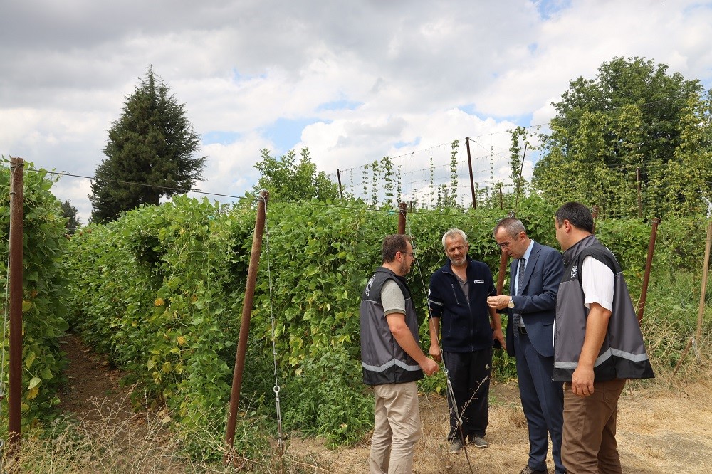 Tescilli Pazaryeri boncuk fasulyesinde hasat sezonu başladı