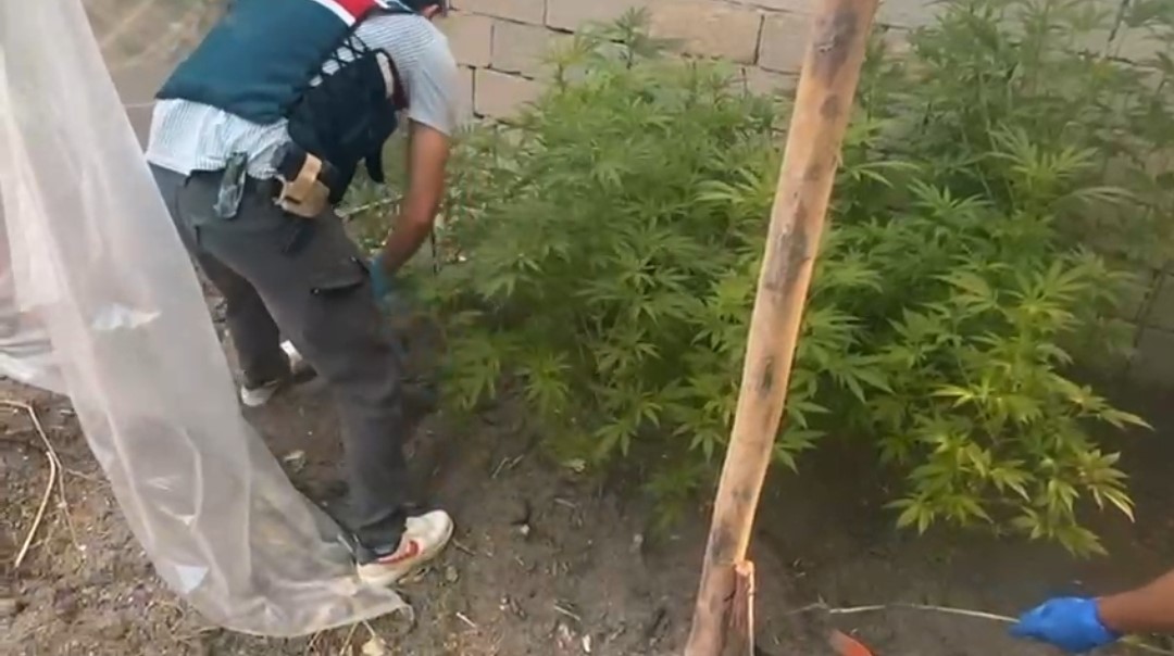 Evin &ccedil;atısına kenevir ekti
