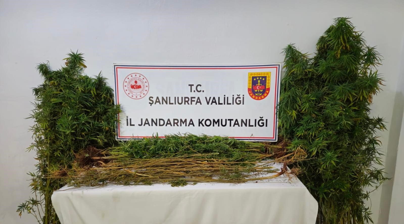 Şanlıurfa’da 15 adrese uyuşturucu operasyonu: 15 gözaltı