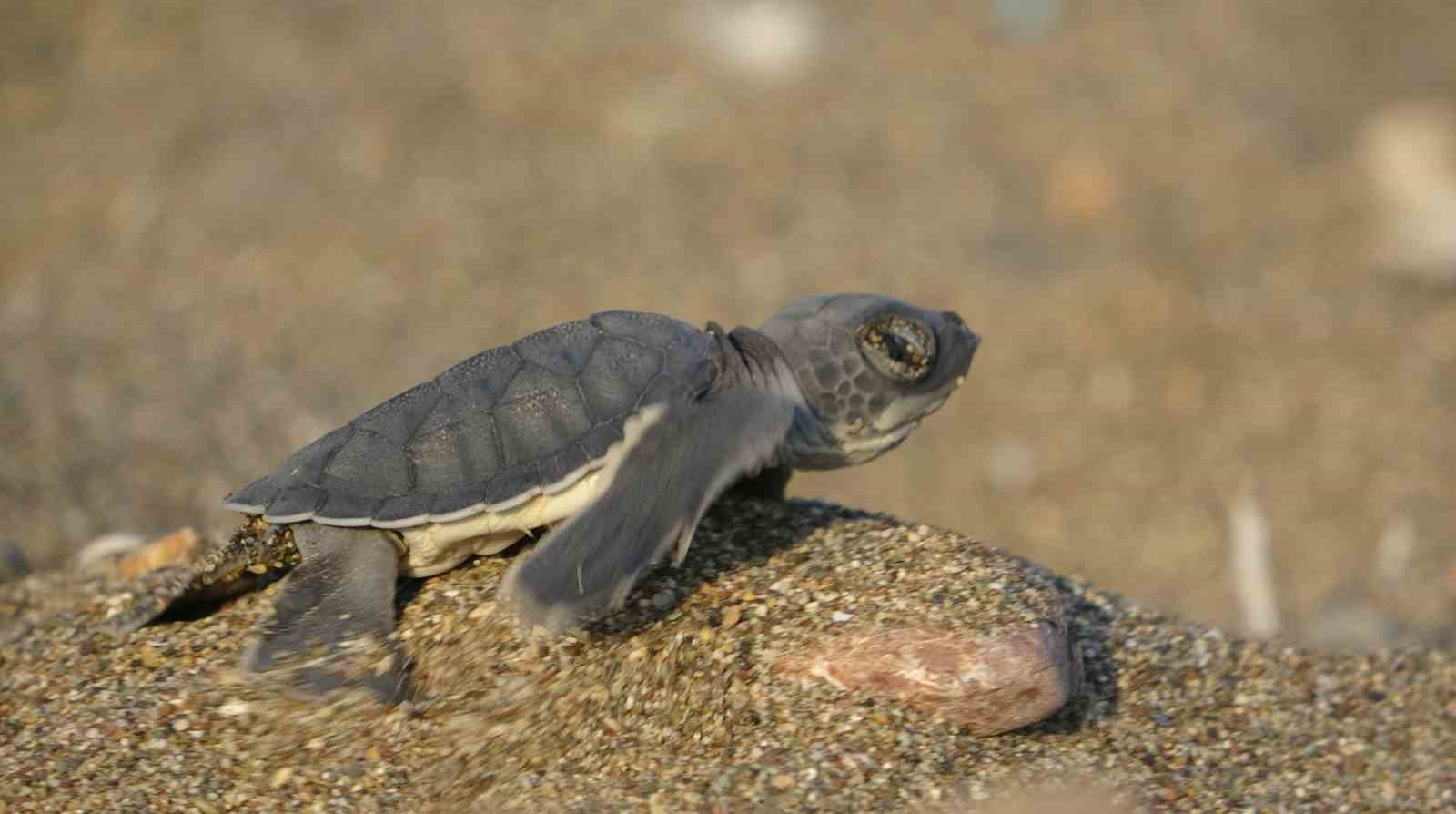 Akdeniz’in simgesi yavru carettaların çıkışı tüm hızıyla sürüyor