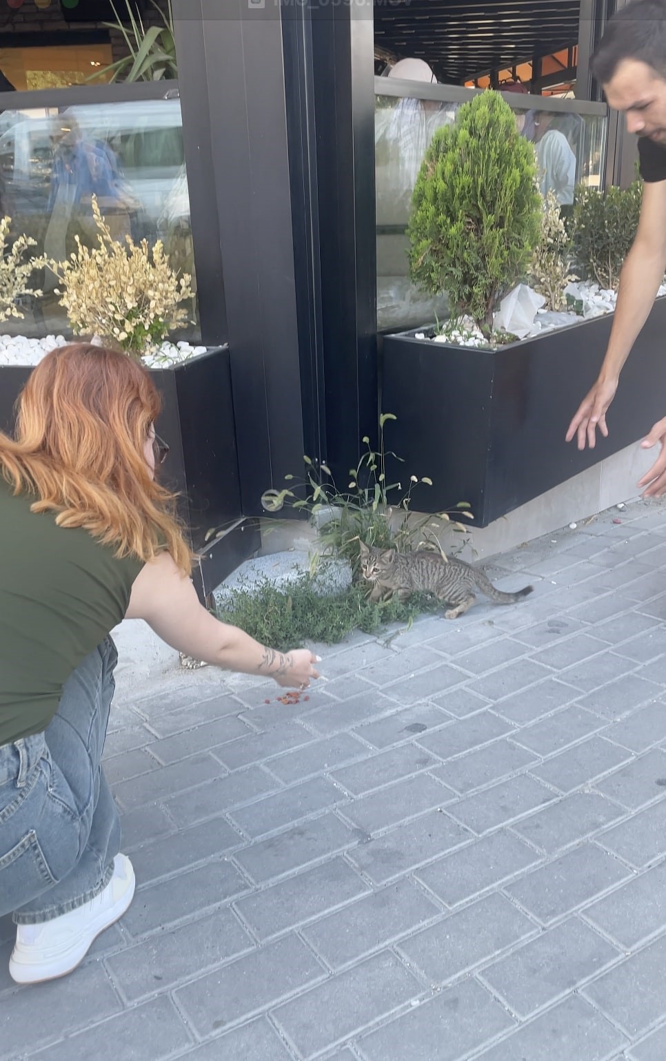 Yavru kedi trafikte s&uuml;r&uuml;c&uuml;lere zor anlar yaşattı
