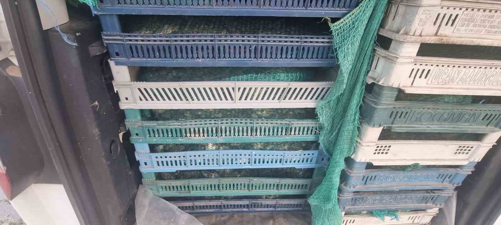 Doğubayazıt&rsquo;ta ka&ccedil;ak kurbağa avcılığına jandarma operasyonu
