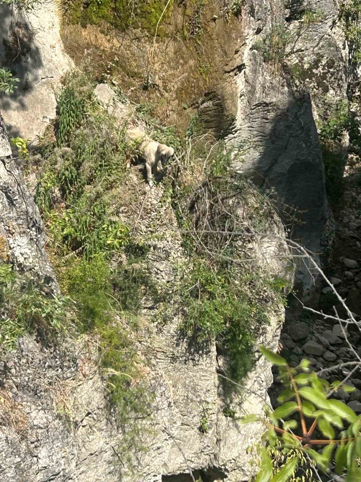 Kayalıkta mahsur kalan köpeği itfaiye ekipleri kurtardı