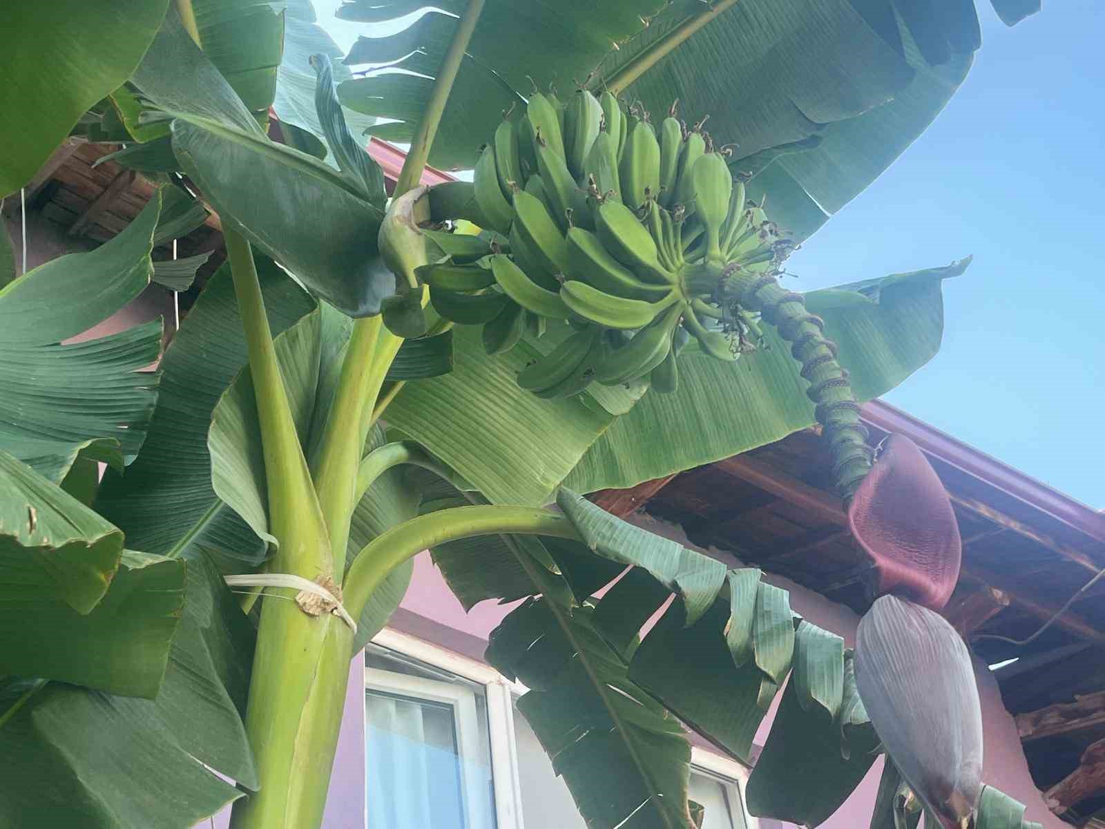 İnat etti, 700 rakımda muz yetiştirdi