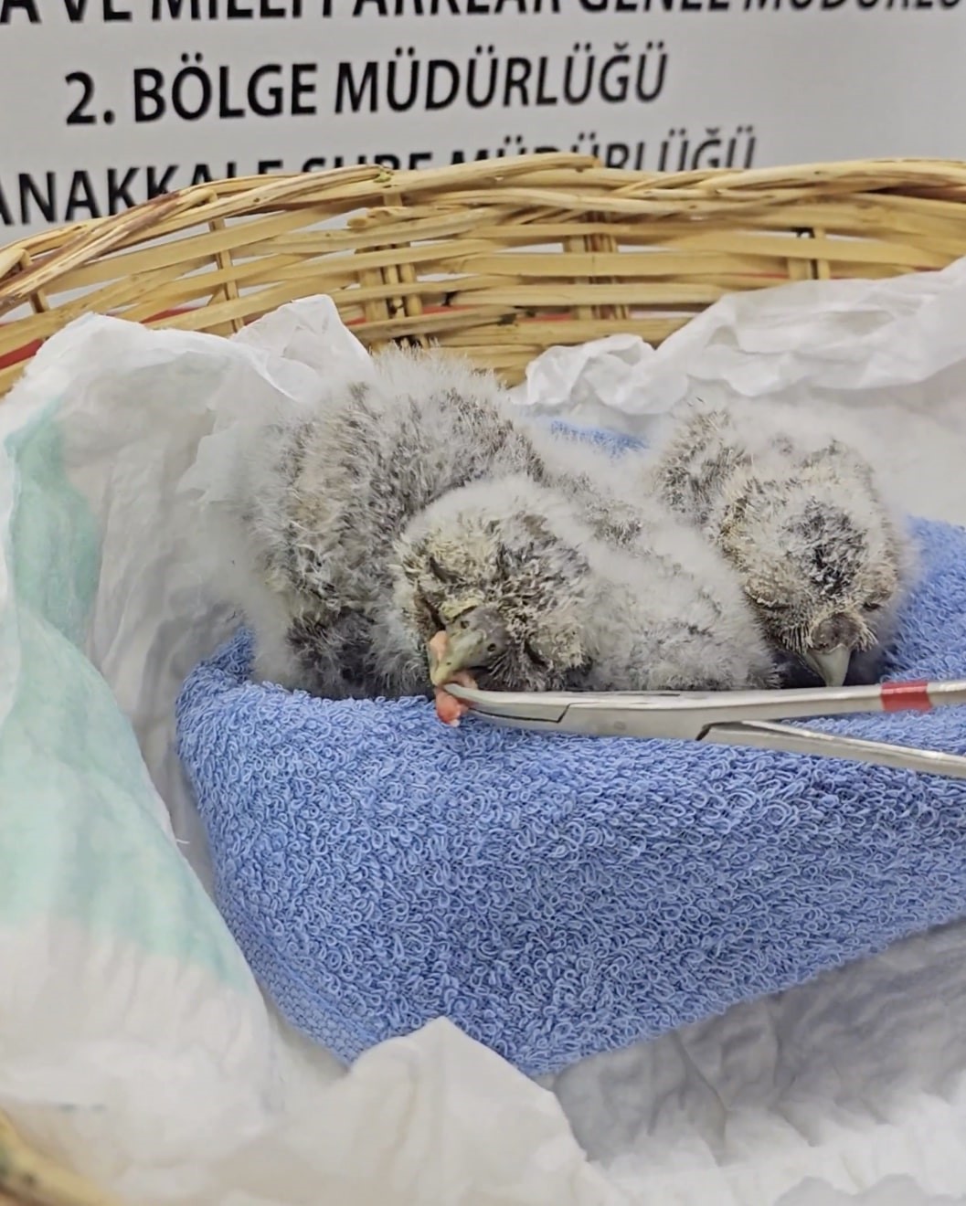 &Ccedil;anakkale&rsquo;de yuvalarını kaybeden yavru kukumavlar koruma altına alındı
