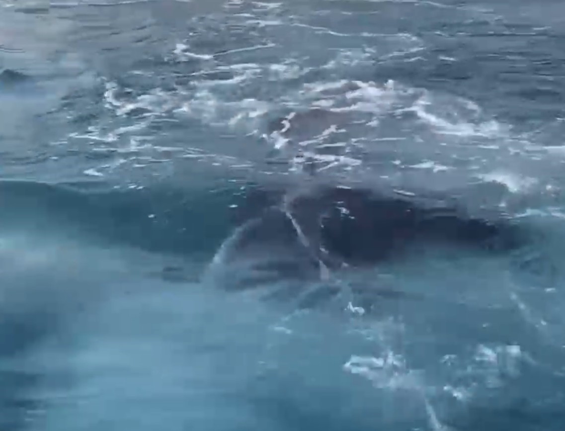 Antalya’da kayalıklar arasına giren yavru balina kurtarıldı