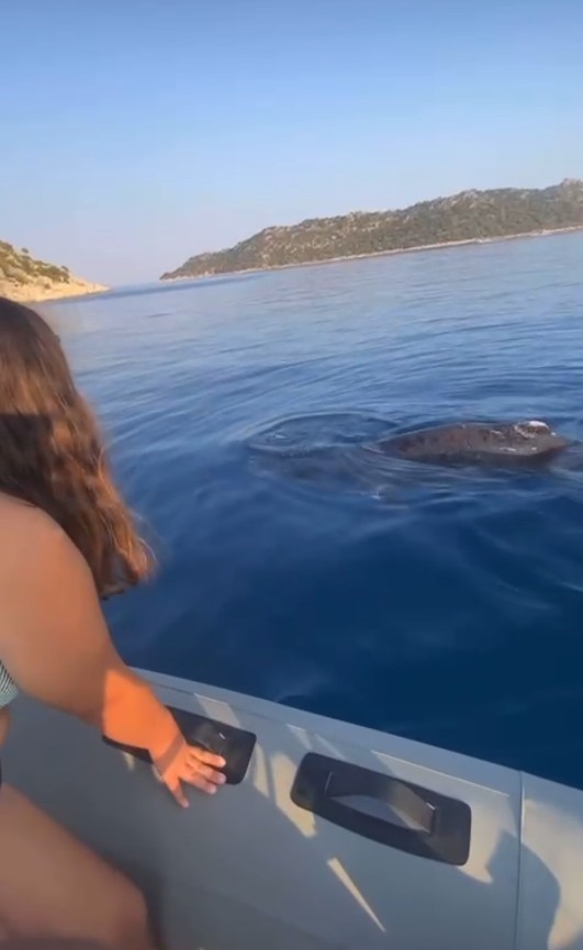 Antalya&rsquo;da kayalıklar arasına giren yavru balina kurtarıldı
