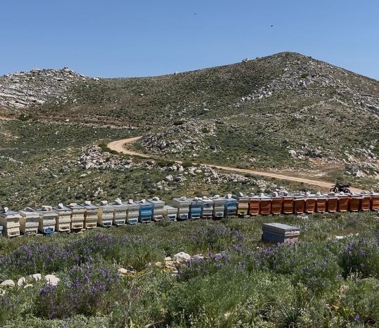 Gazipaşa’da 36 arı kovanı çalındı