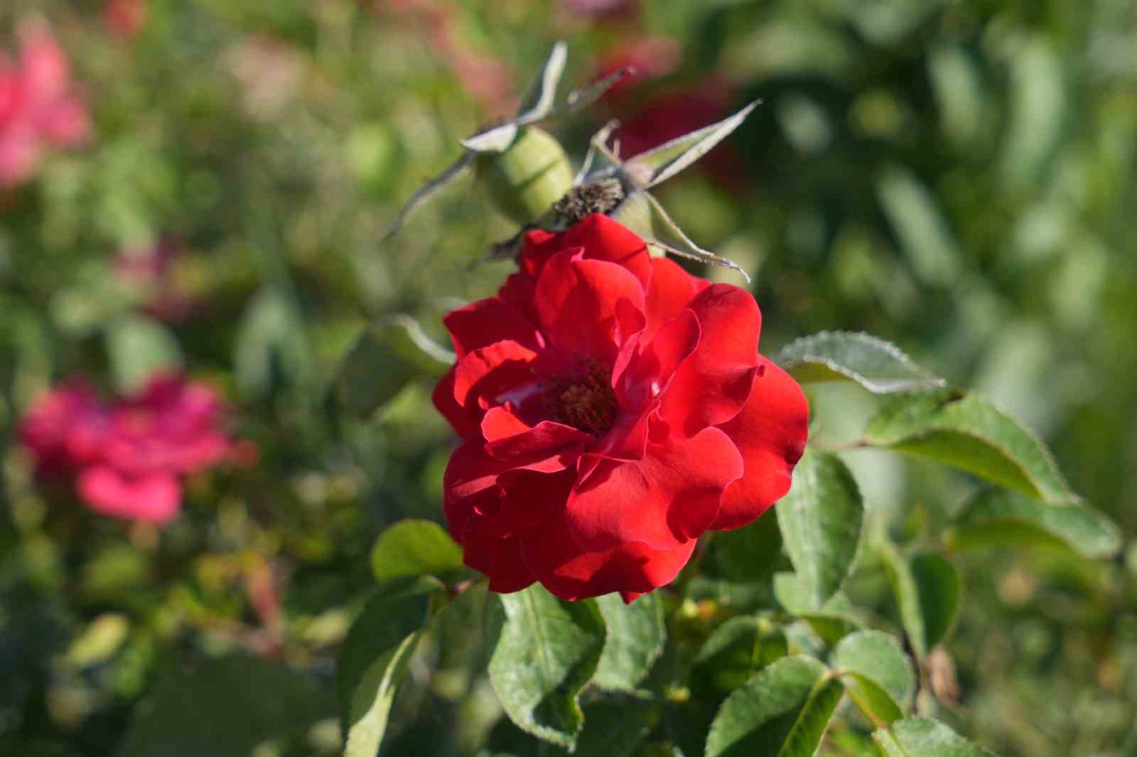 Malazgirt&rsquo;te 1071 &ccedil;i&ccedil;ek dikildi
