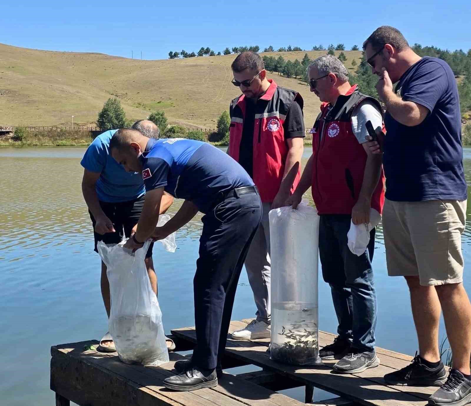 Perşembe Yaylası G&ouml;leti&rsquo;ne 14 bin 240 sazan balığı bırakıldı
