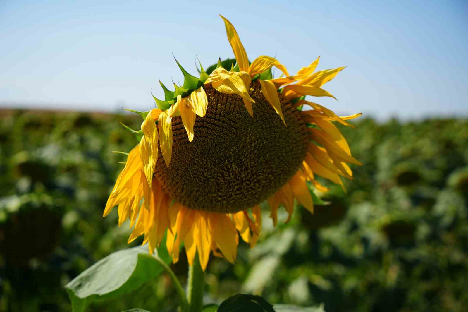 Edirne&rsquo;de sağanak yağış ekili &uuml;r&uuml;nlere can suyu oldu
