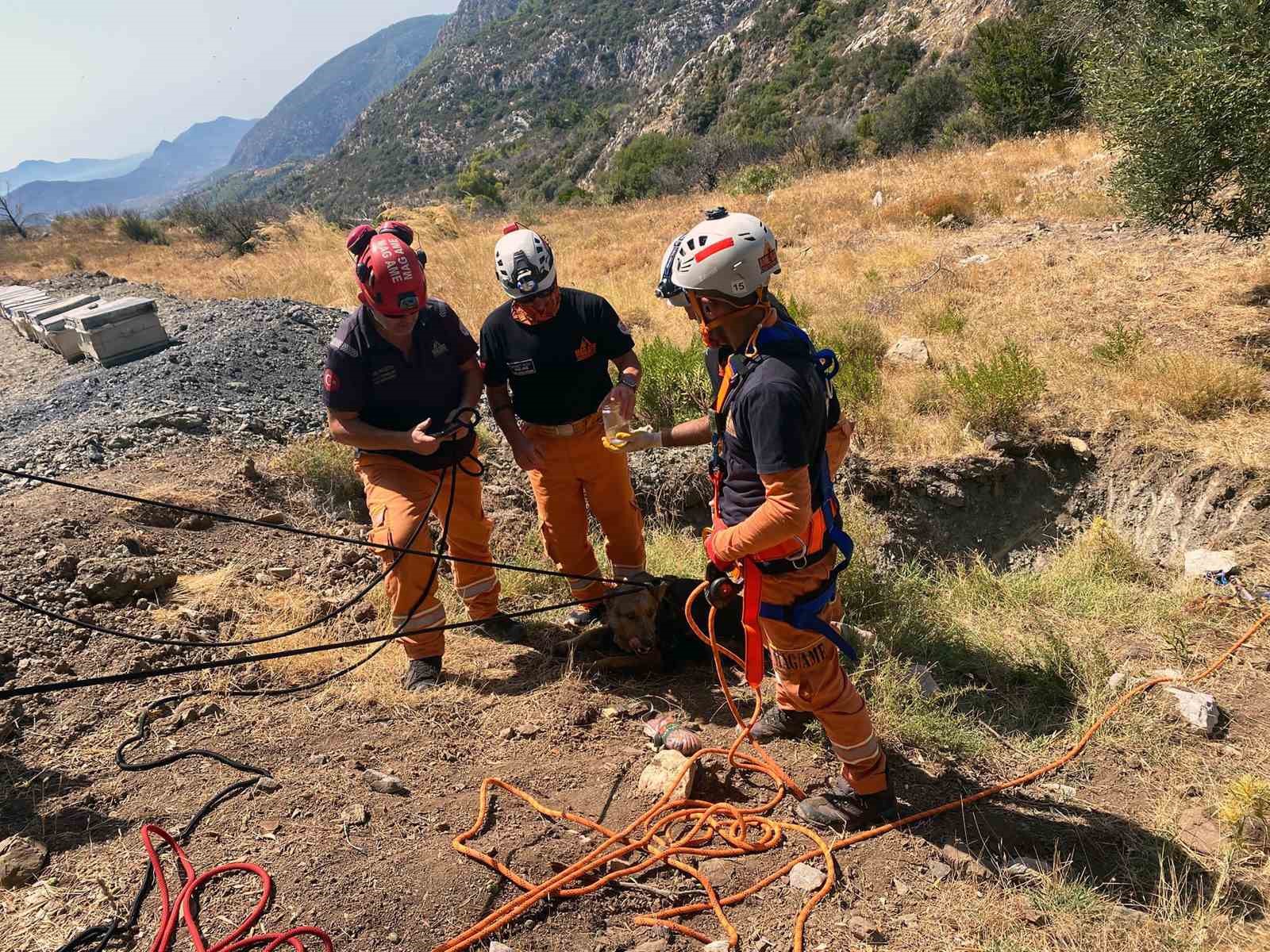 Datça’da kuyuya düşen köpek MAG-AME ekibince kurtarıldı