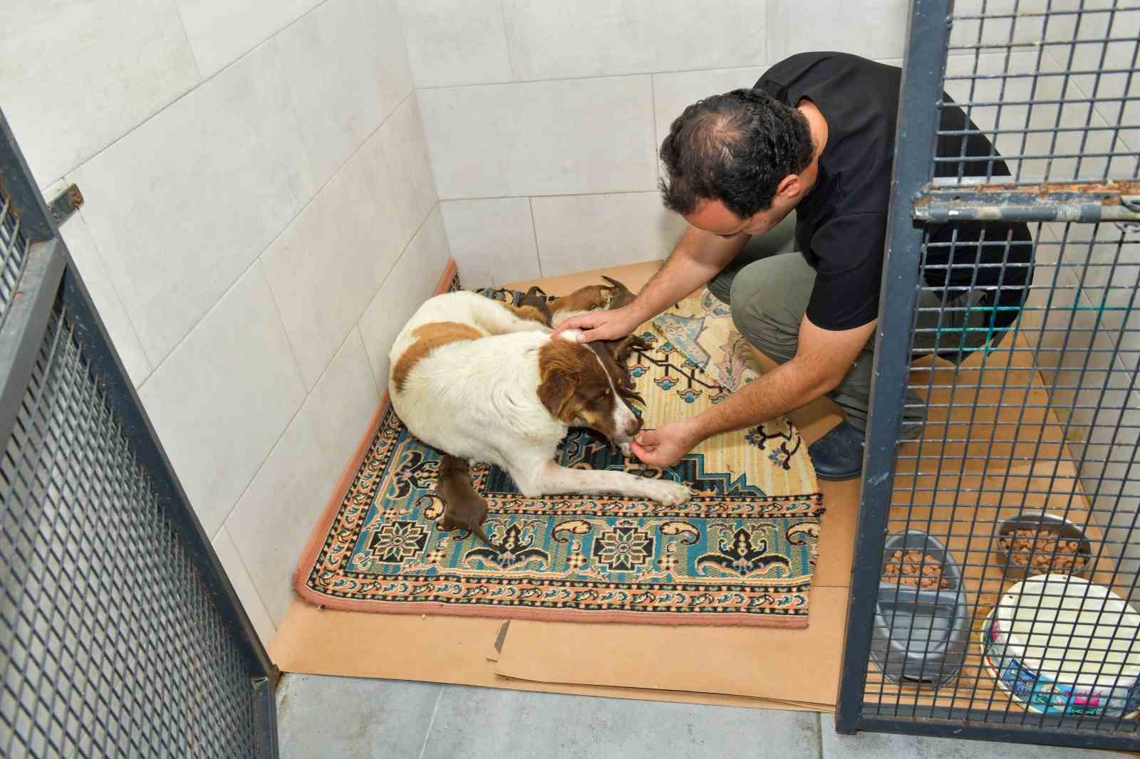 Dereye düşen köpek ve yavrularına Esenyurt Belediyesi sahip çıktı