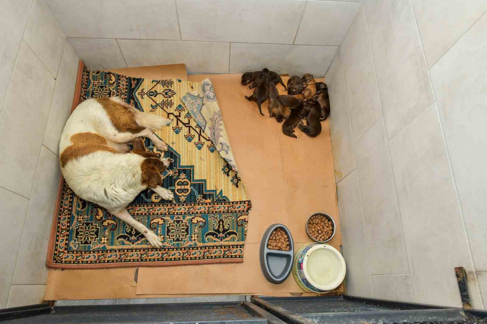 Dereye d&uuml;şen k&ouml;pek ve yavrularına Esenyurt Belediyesi sahip &ccedil;ıktı
