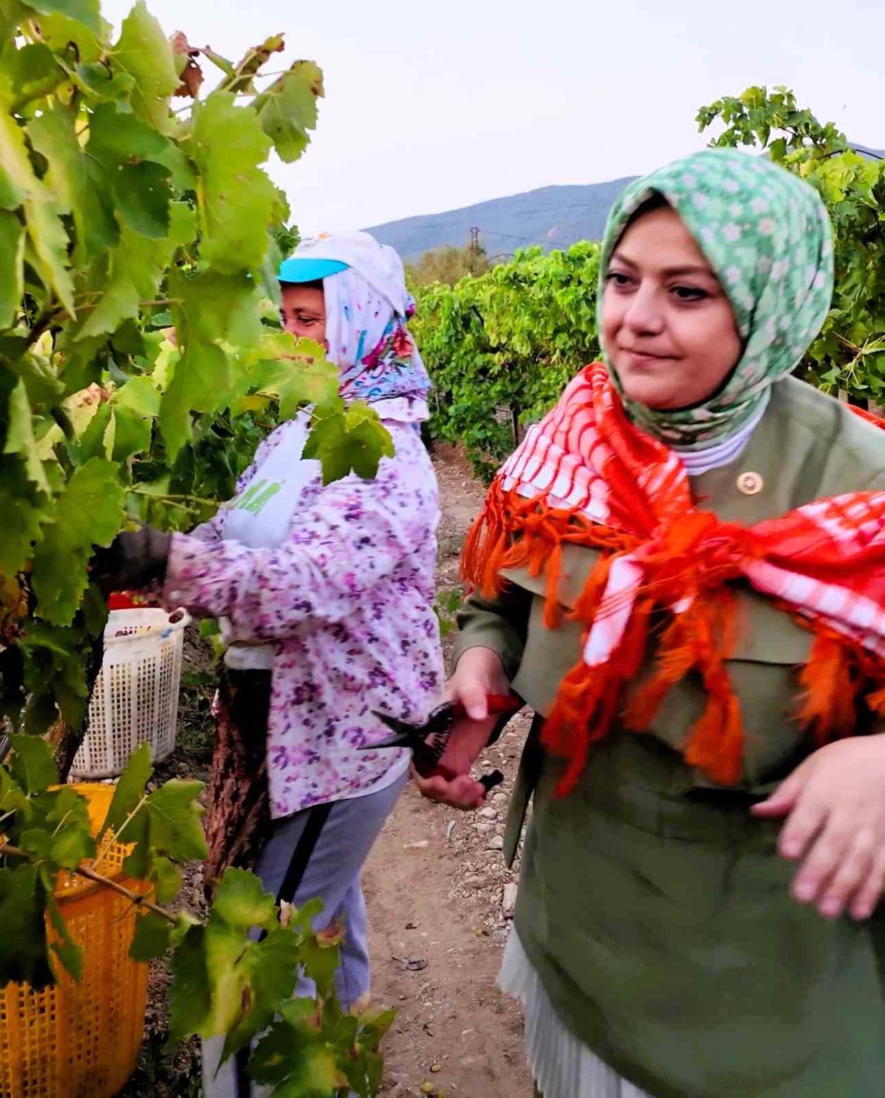 Elleriyle poğa&ccedil;a yapan kadın vekil şafakta &uuml;reticiyle birlikte hasat yaptı
